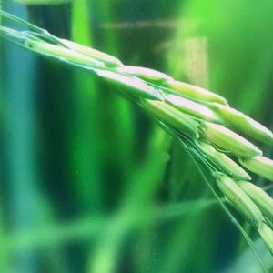 Meet your Posher, Roman